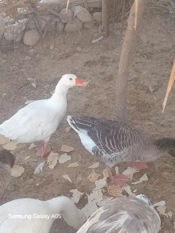 غاز|حیوانات مزرعه|فین, |دیوار