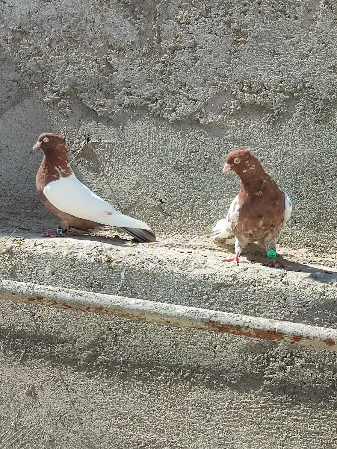 کفتر کبوتر چند جفت چپ سینه و چند تا جوجه جوانه|پرنده|کاشمر, |دیوار