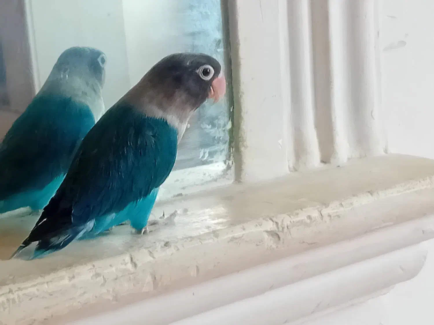 یک عدد طوطی آمریکایی اصل|پرنده|ایرانشهر, |دیوار