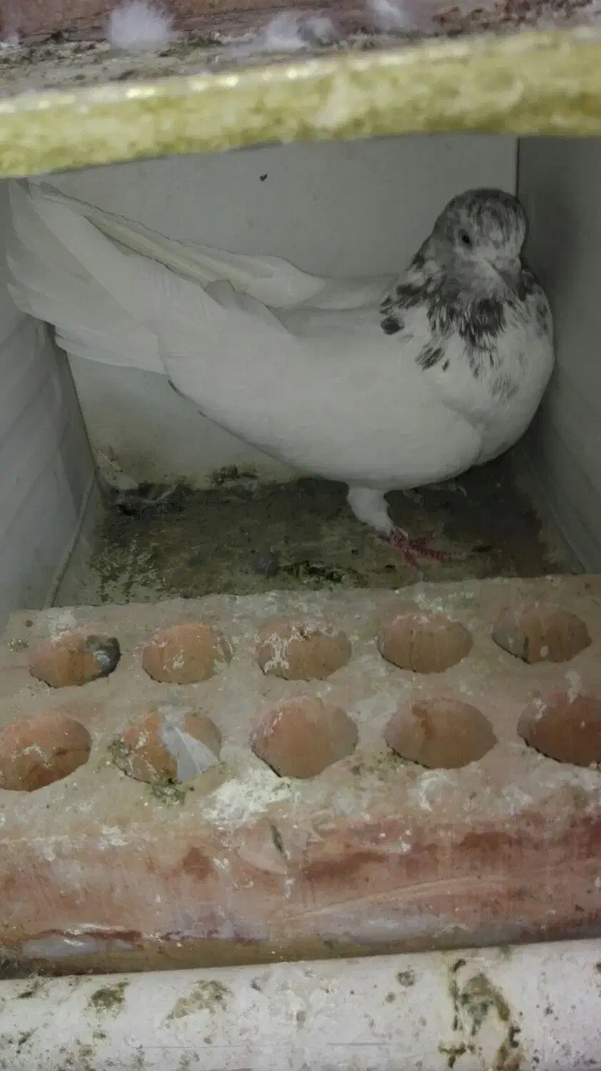 طوقی.|پرنده|نرماشیر, |دیوار