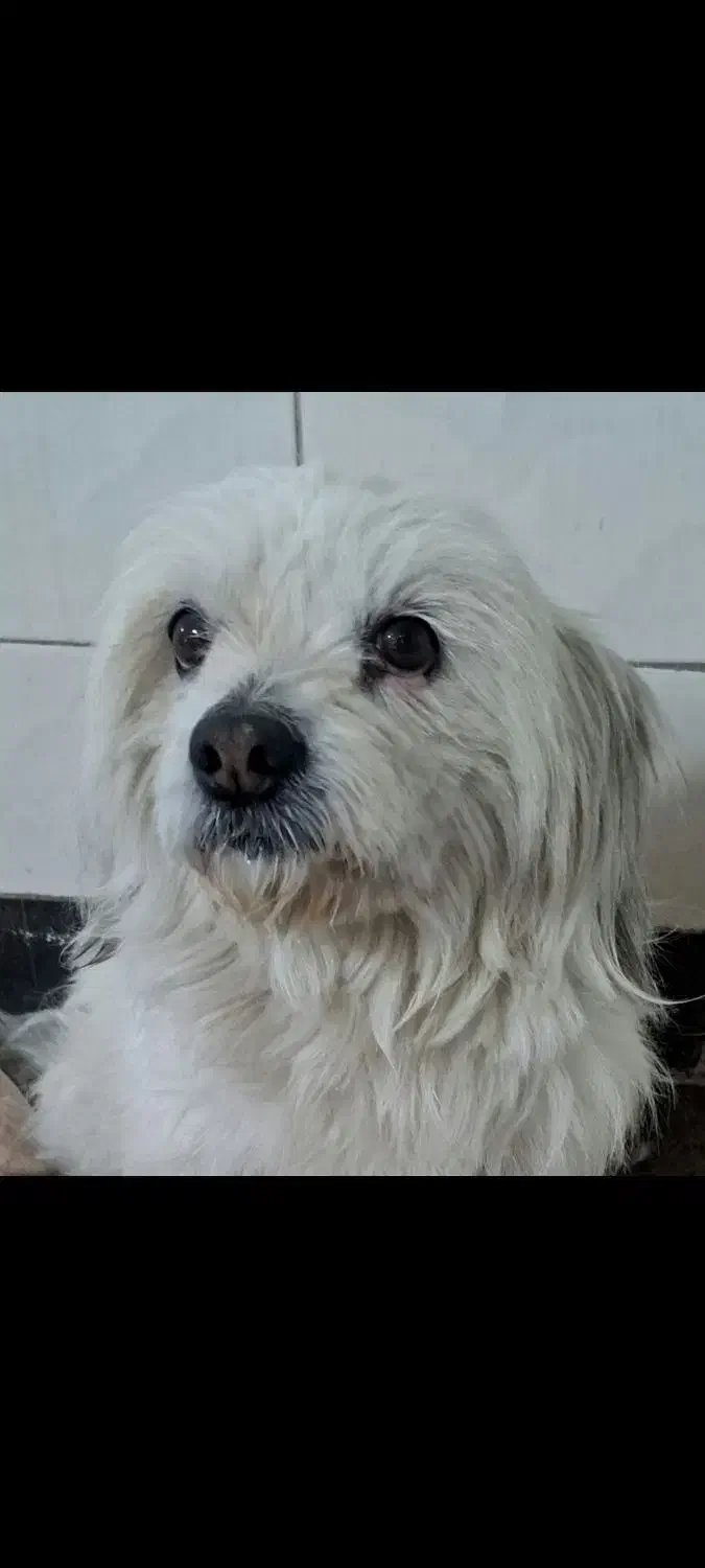 سگ اپارتمانی|سگ|اراک, |دیوار