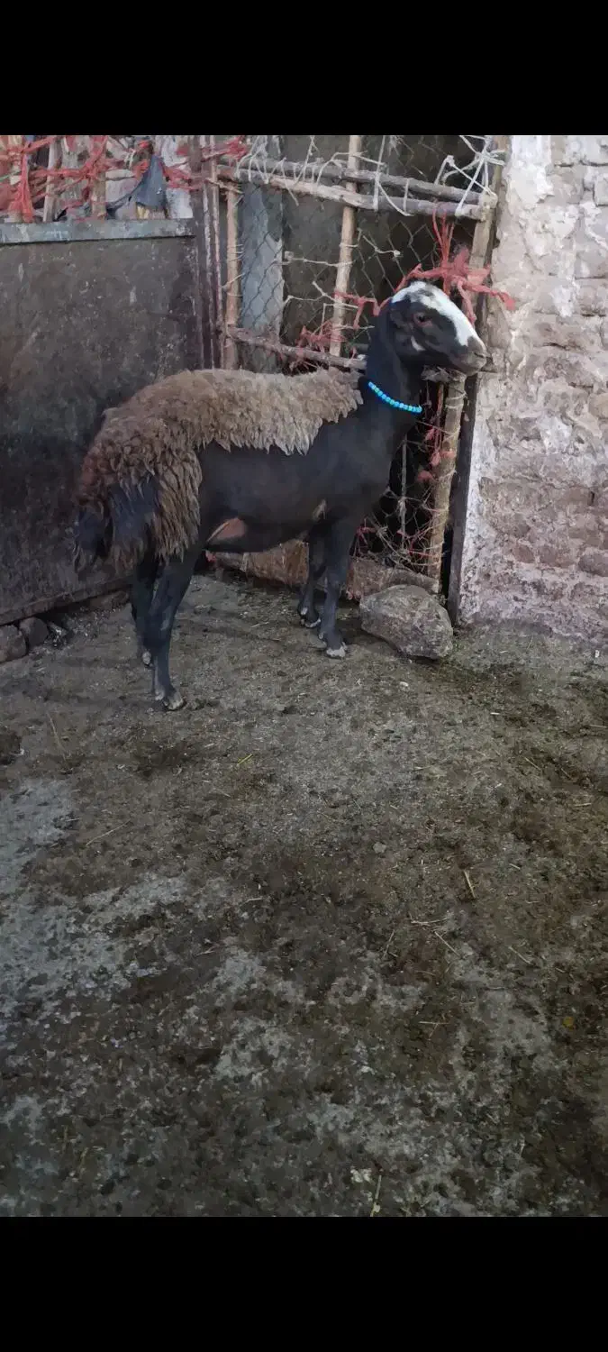 شیشک بیگوش|حیوانات مزرعه|بروجرد, |دیوار