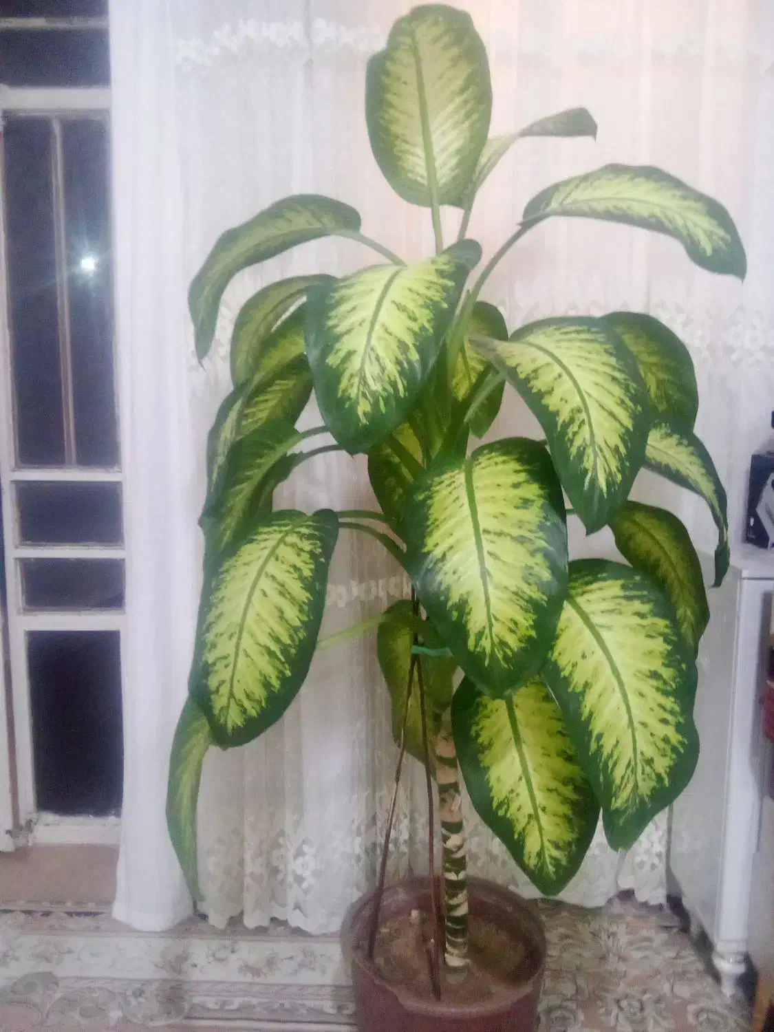 گل دیفن|گل و گیاه طبیعی|خرمآباد, |دیوار