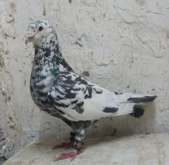 کبوتر|پرنده|شیروان (خراسان), |دیوار