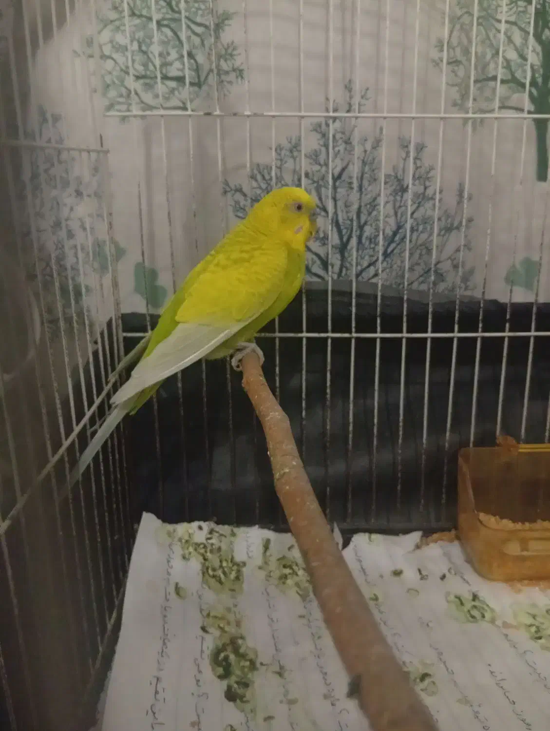 مرغ عشق نر سالم|پرنده|مشهد, حسین‌آباد|دیوار