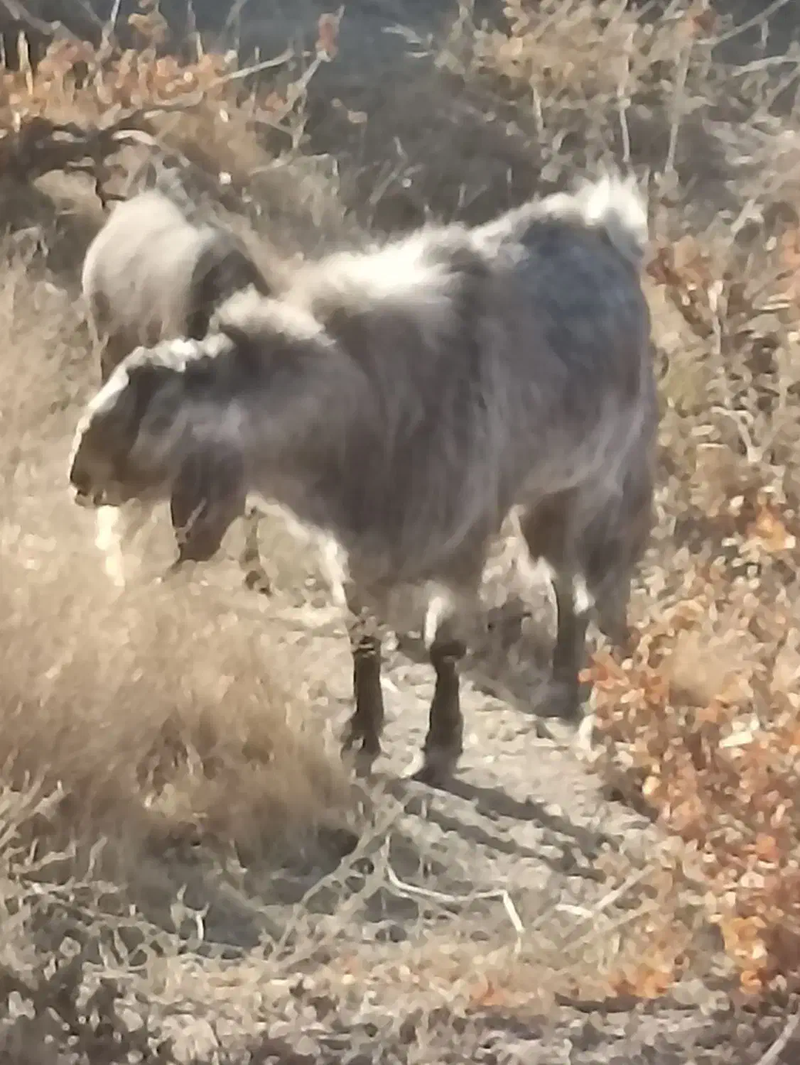 تکه پاکستانی دورگه مخصوص|حیوانات مزرعه|نیمبلوک, |دیوار