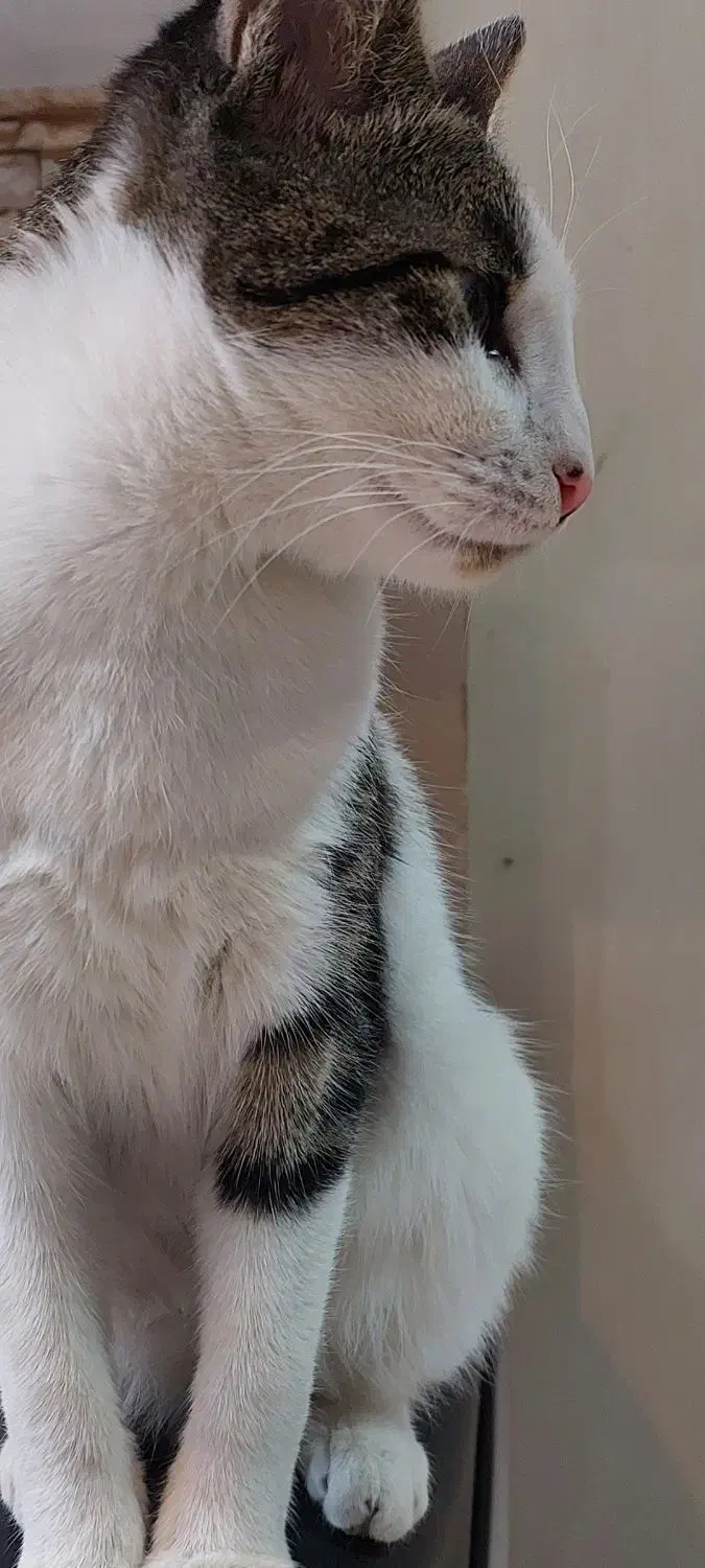 واگذاری گربه رایگان|گربه|اصفهان, سپاهانشهر|دیوار