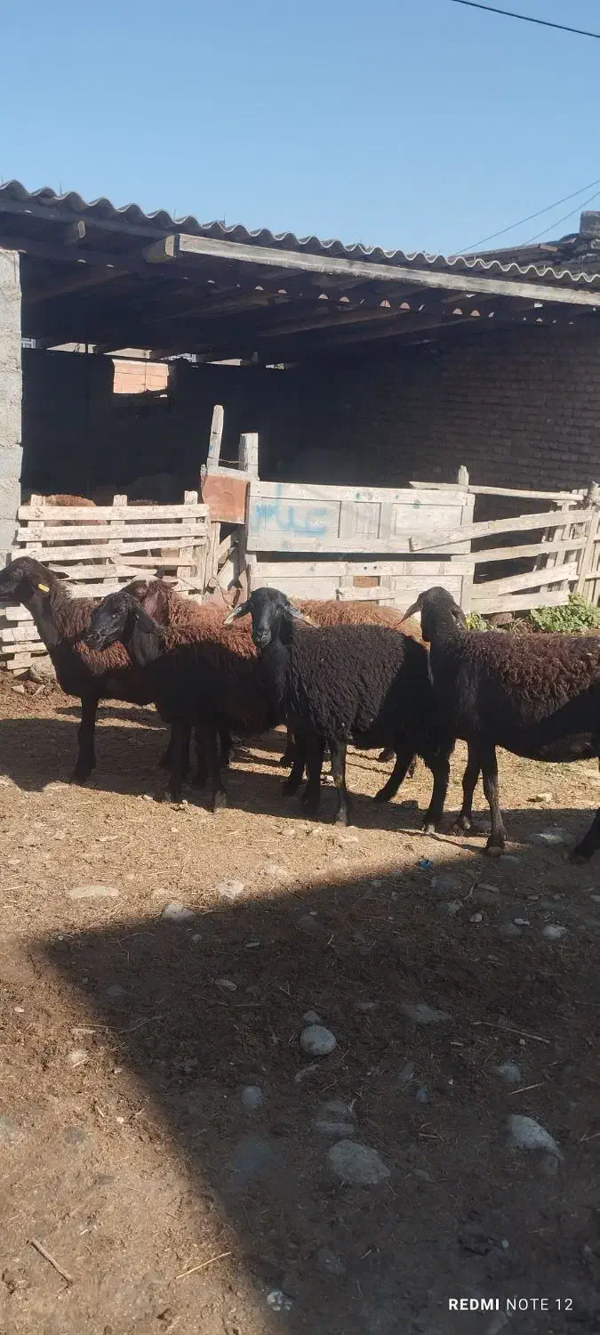 گوسفند|حیوانات مزرعه|سیمین شهر, |دیوار