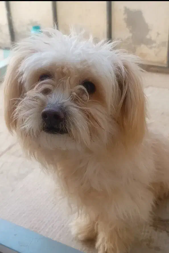 سگ نر|سگ|اصفهان, شیخ طوسی|دیوار