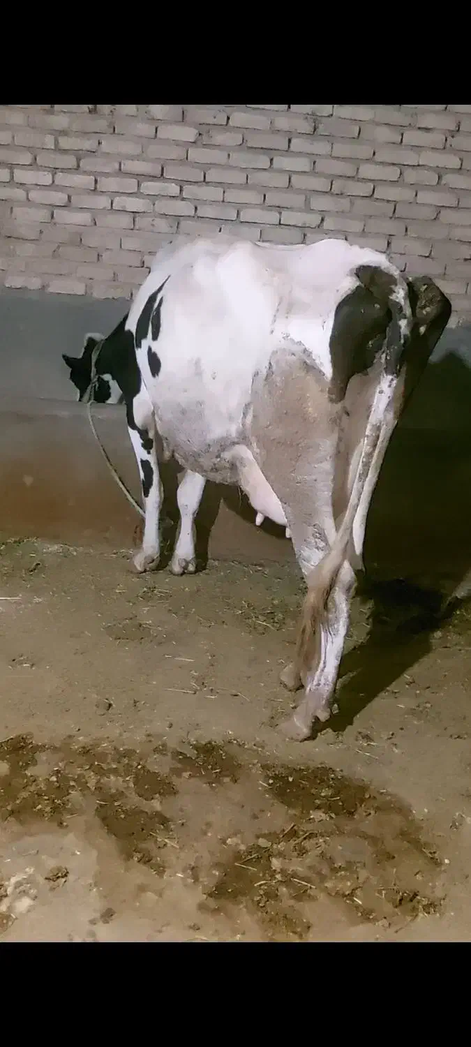 گاو شیری با بز معاوضه دارم|حیوانات مزرعه|ایلام, |دیوار