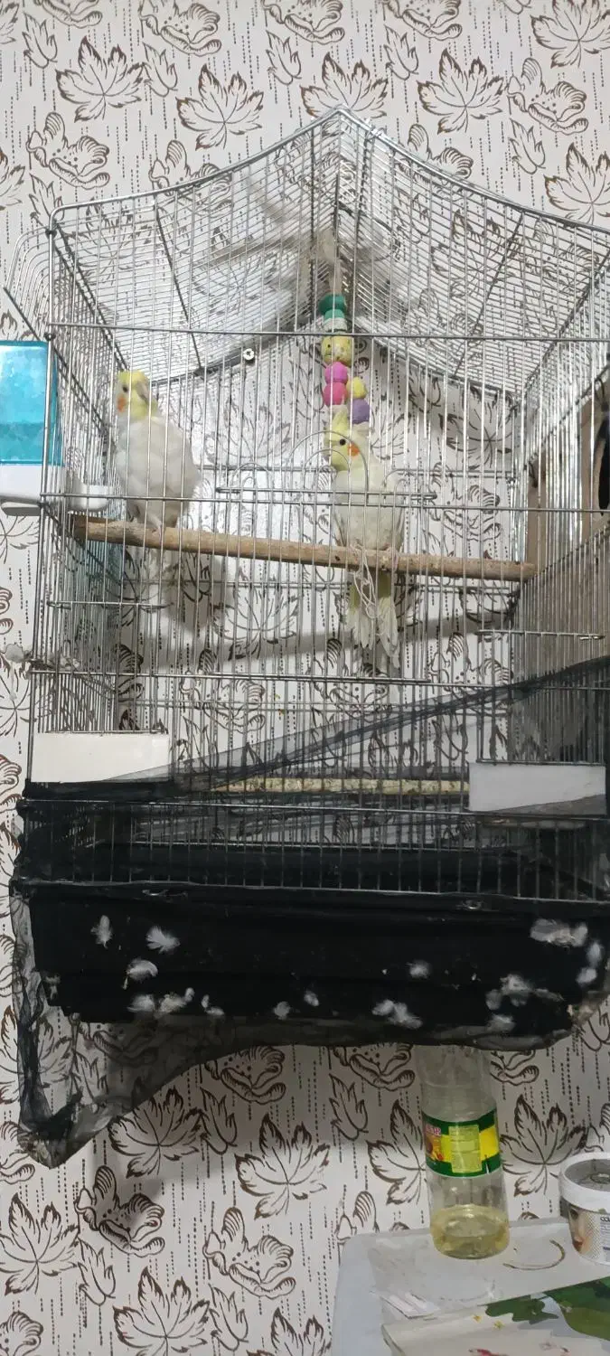 عروس هلندی|پرنده|حمیدیه, |دیوار