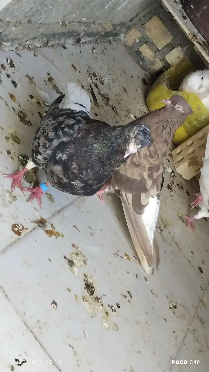 دمسفید|پرنده|بهبهان, |دیوار