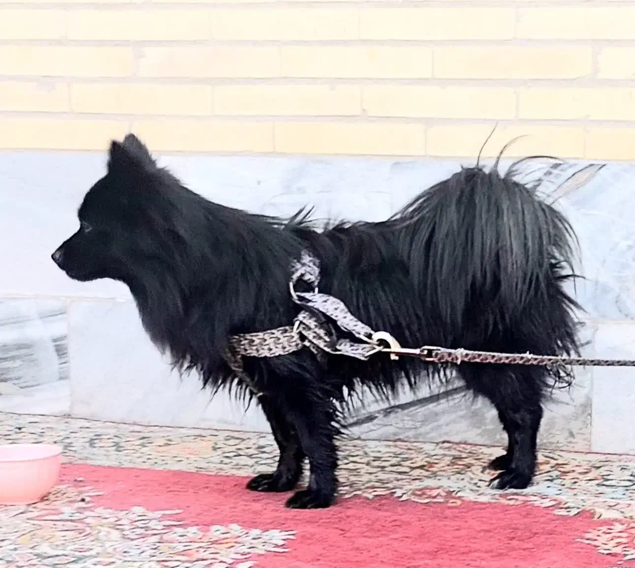 سگ پامر روباهی ماده|سگ|یزد, |دیوار