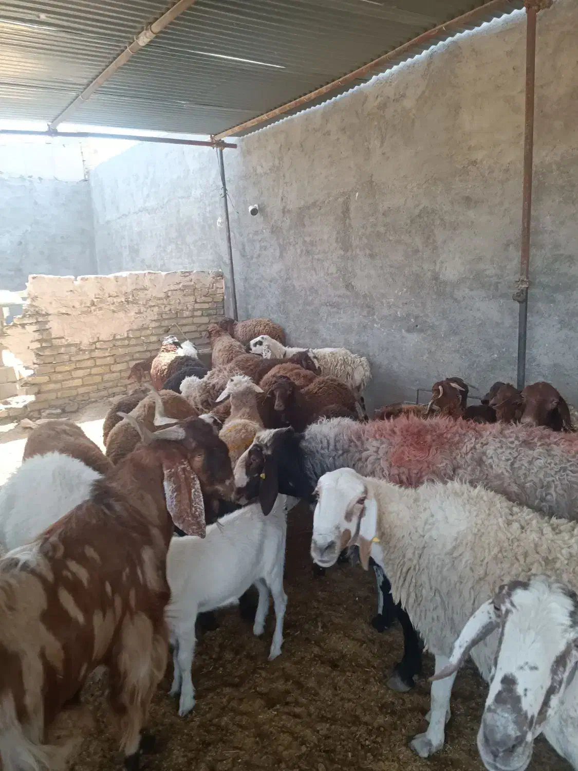 شش ماه نرینه قلم آبی گوسفندزنده تعاون|حیوانات مزرعه|مشهد, نوید|دیوار