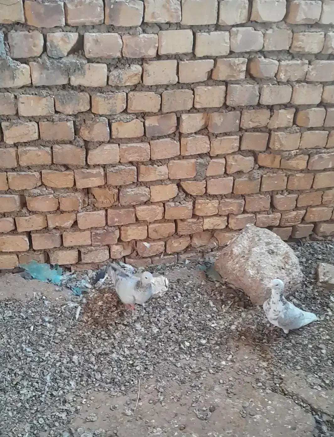 جفت نروماده|پرنده|اسفراین, |دیوار