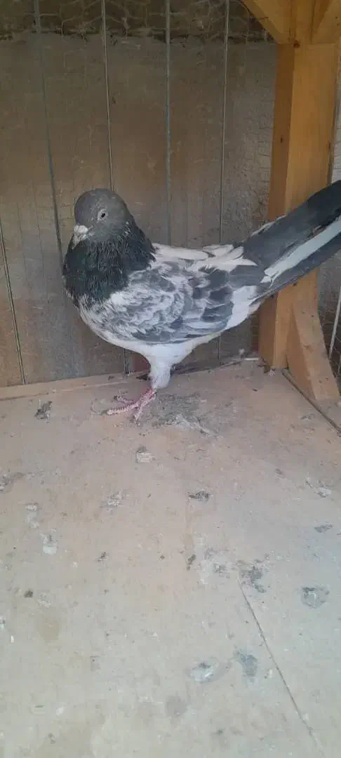 کفتر|پرنده|شاهرود, |دیوار