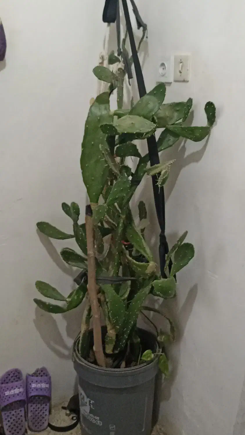 گل و گیاه|گل و گیاه طبیعی|سبزوار, کراب|دیوار