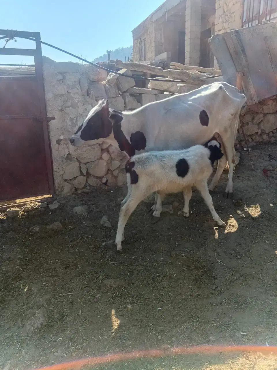 دام زنده|حیوانات مزرعه|فلارد, |دیوار