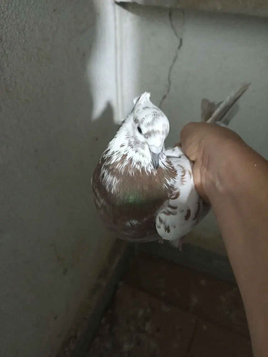 کفتر|پرنده|نظرآباد, مسکن مهر نظرآباد|دیوار