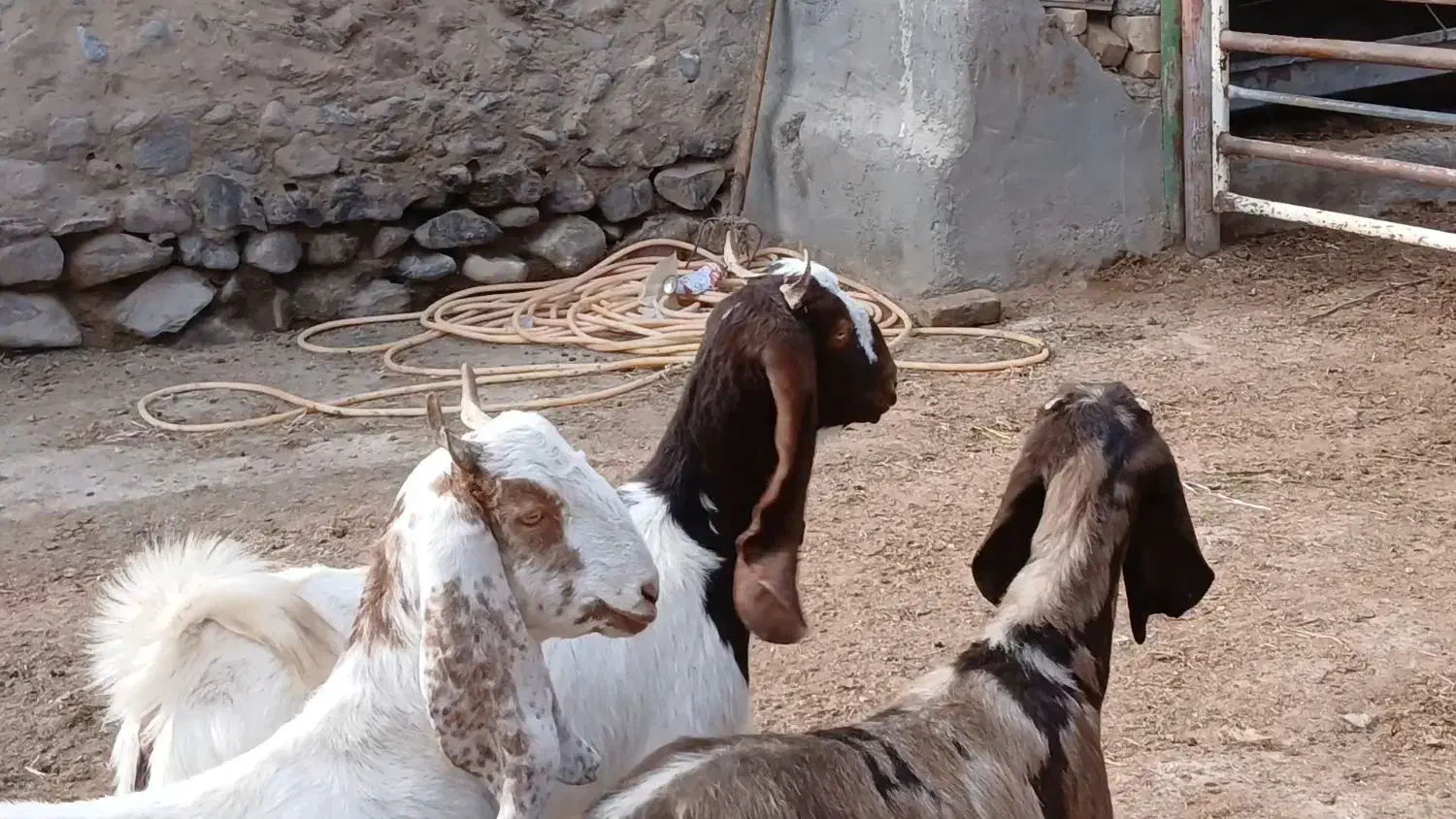 بزغاله ماده پاکستانی|حیوانات مزرعه|کاشمر, |دیوار