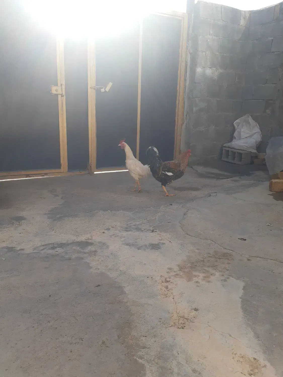 خروس|حیوانات مزرعه|جوانرود, |دیوار