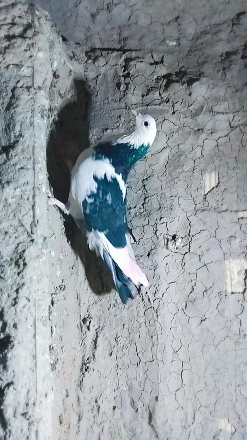 کفتر ماده|پرنده|ویسیان, |دیوار