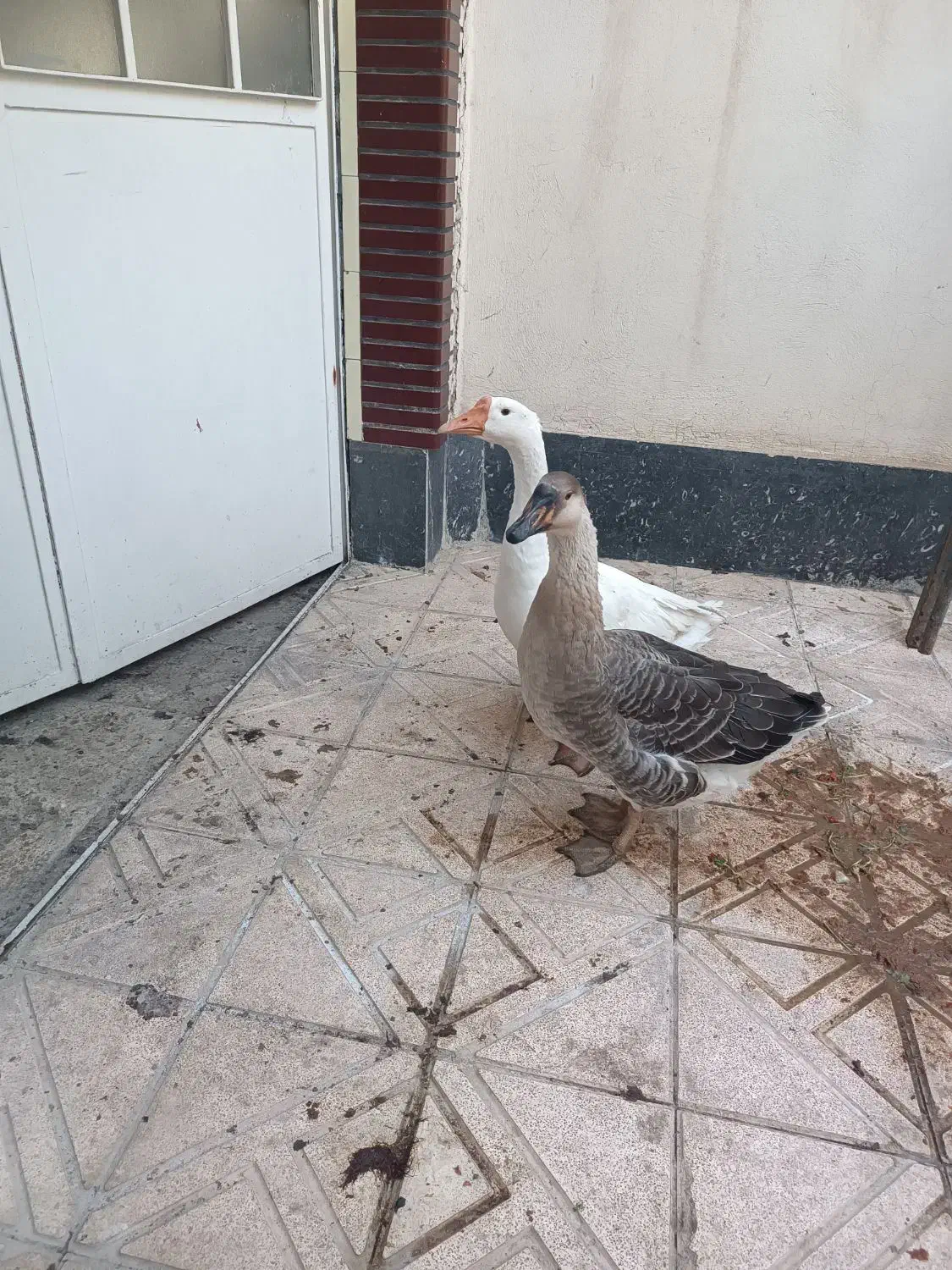 غاز|حیوانات مزرعه|ارومیه, |دیوار