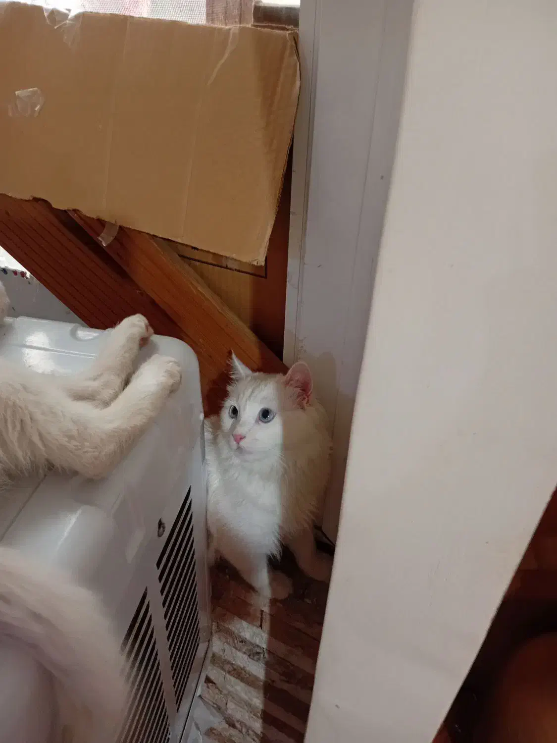 گربه پرشین|گربه|تبریز, |دیوار