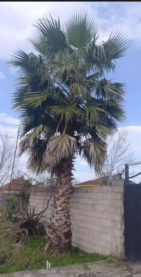 پالم|گل و گیاه طبیعی|زرندیه, |دیوار