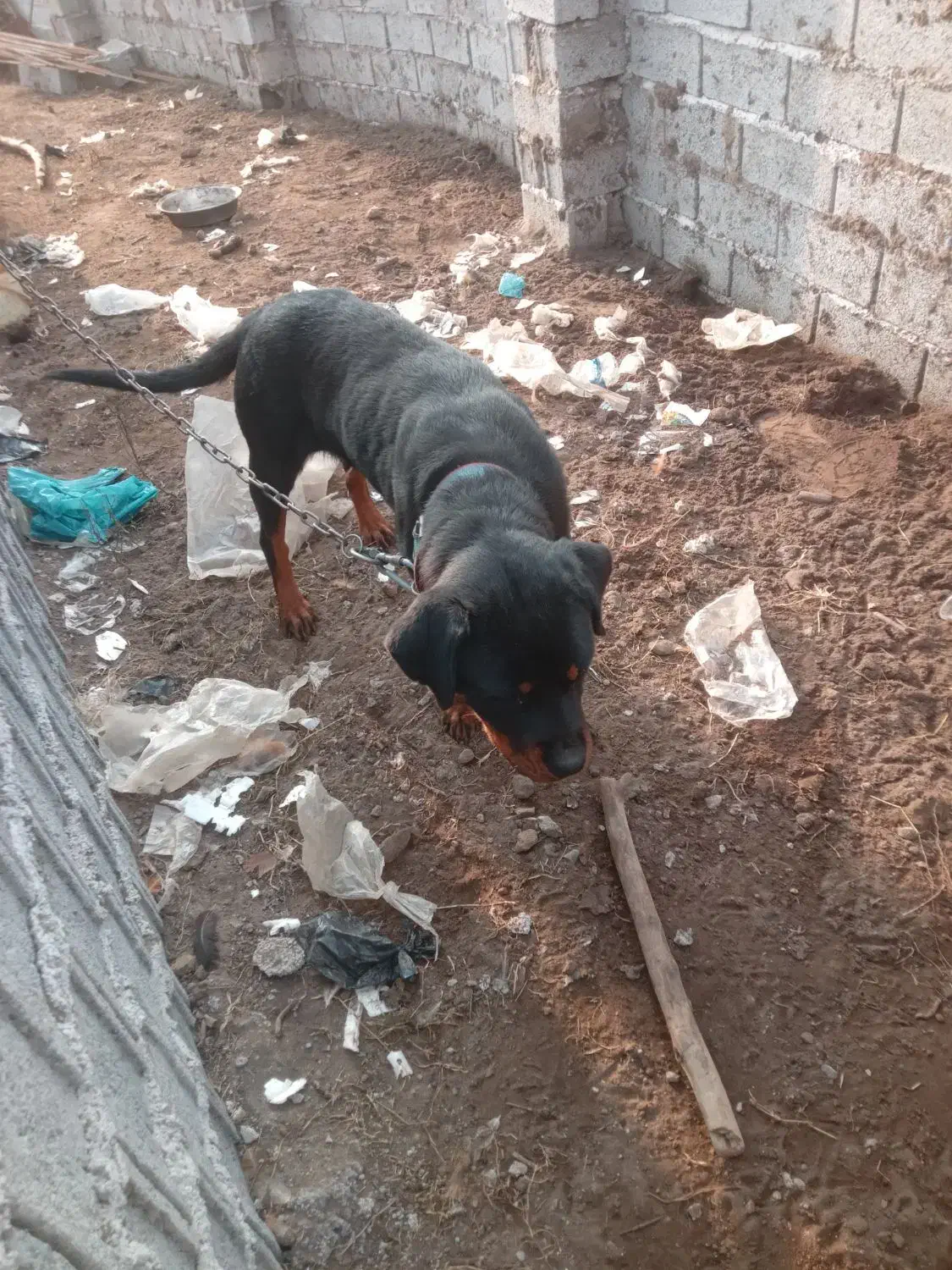 واگذاری لودفایدر ریگان نیست|سگ|رودبنه, |دیوار