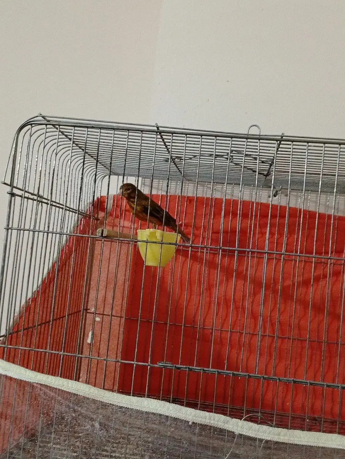 قناری بخون مامله|پرنده|ماهان, |دیوار