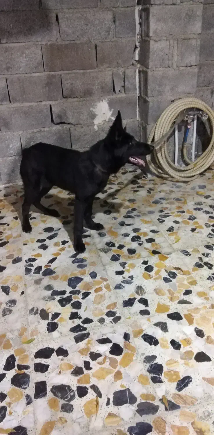 سگ ژرمن بلک|سگ|قائم‌شهر, |دیوار