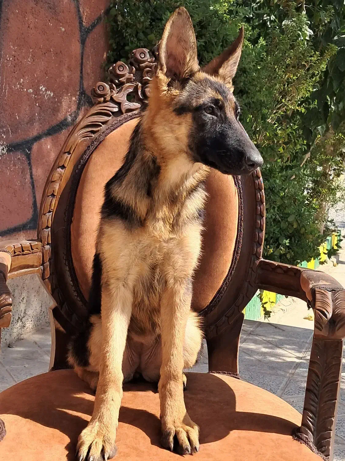 ژرمن موکوتاه ماده سامویید نر و ژرمن بلک|سگ|تهران, وردآورد|دیوار