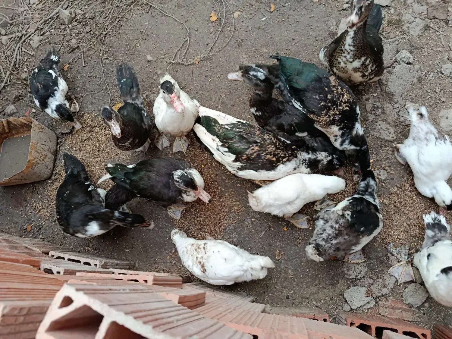 اسرائیلی درجه یک|حیوانات مزرعه|گمیشان, |دیوار