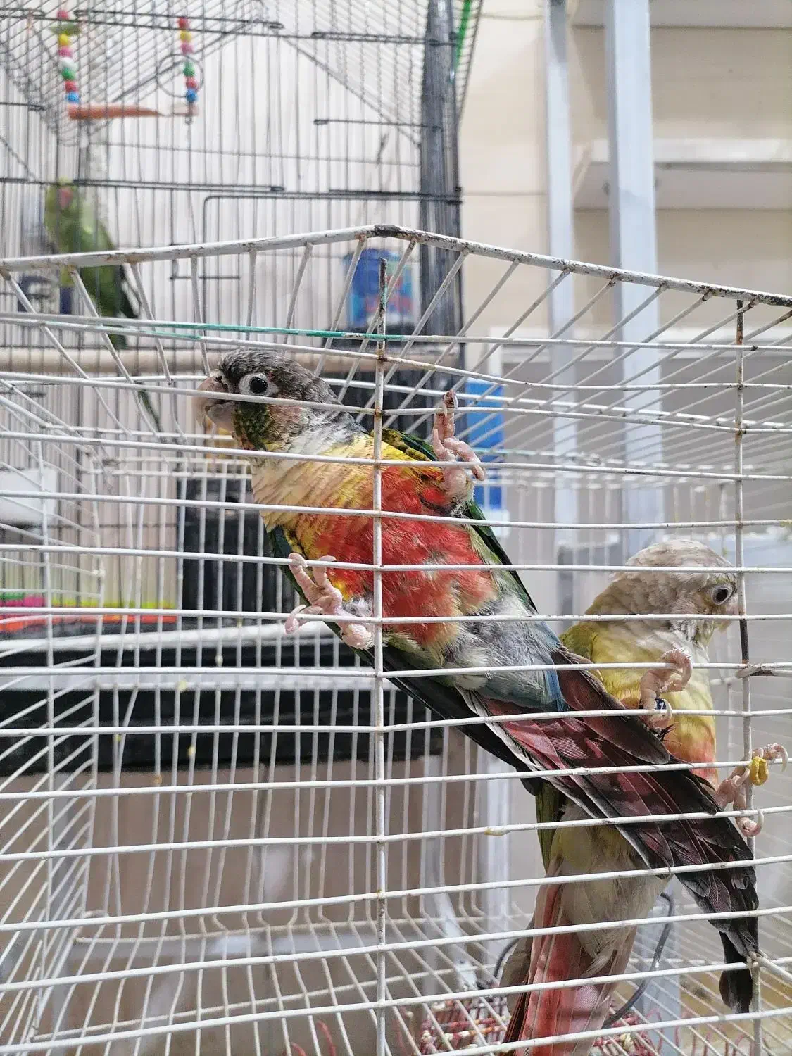 نروماده طوطی گرنچیک وملنگو|پرنده|تربت‌حیدریه, شهرک ولیعصر|دیوار