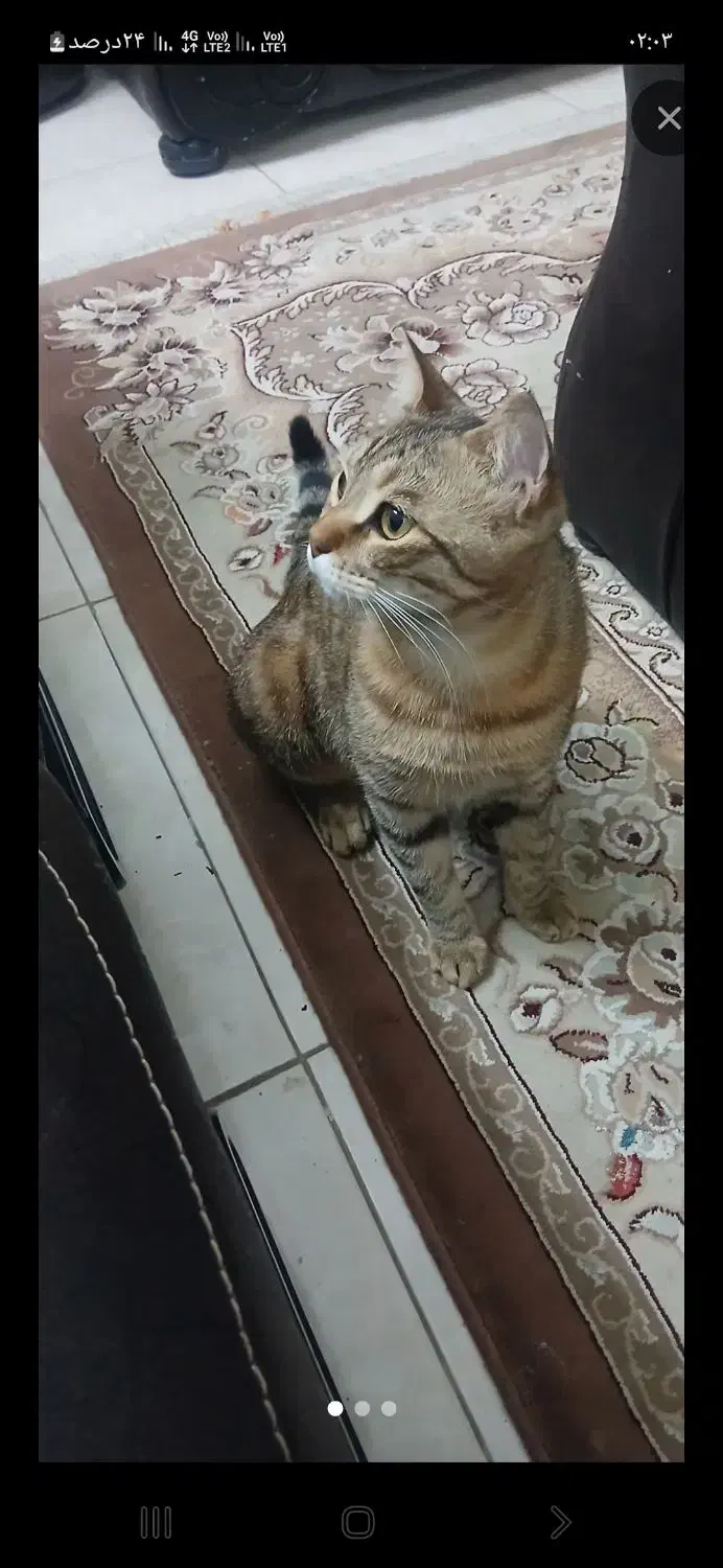 گربه|گربه|شیراز, میانرود|دیوار