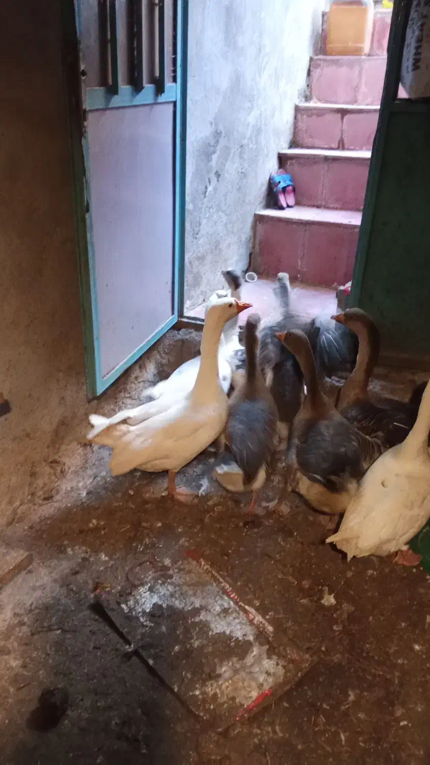 غازای طبیعی وکرچ شو|حیوانات مزرعه|مشگین شهر, |دیوار