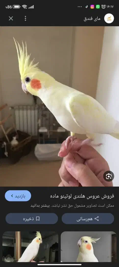 گمشده|حیوانات|دوگنبدان, |دیوار