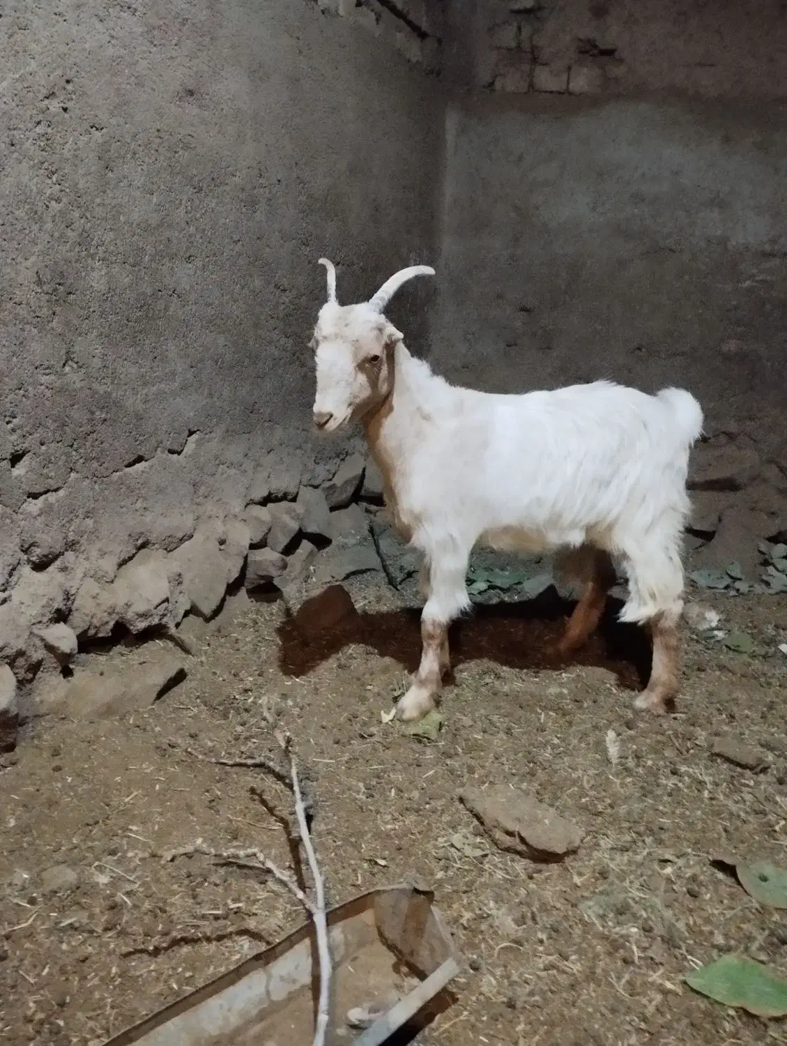 بزغاله ماده تکه خورده|حیوانات مزرعه|قم, باجک یک|دیوار