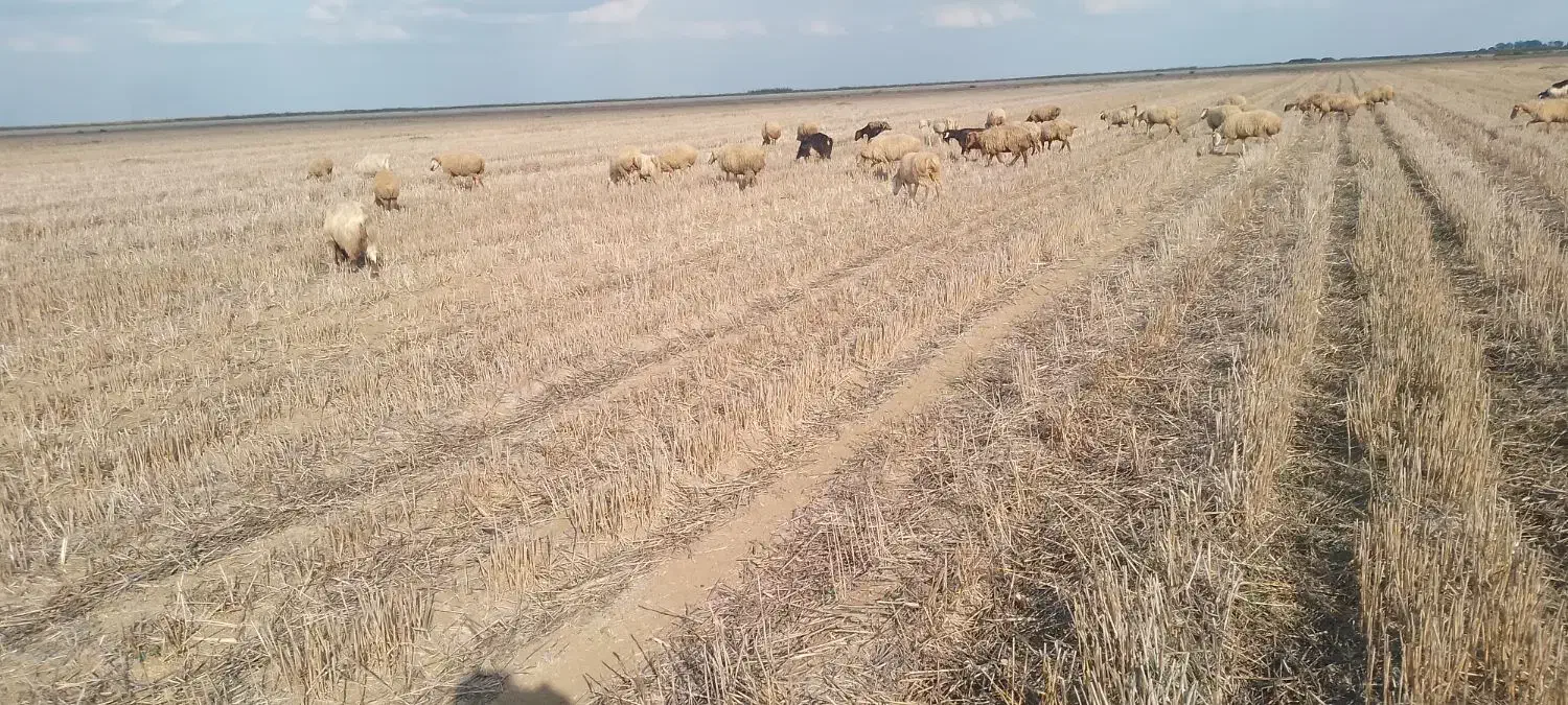 فروشی بره و بزغاله|حیوانات مزرعه|پارسآباد, |دیوار