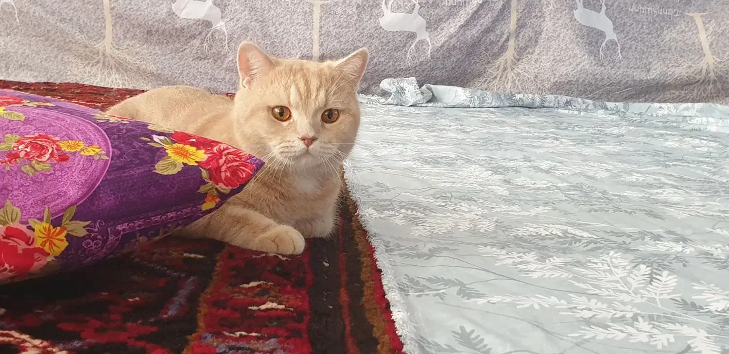 گربه بریتیش اسکاتیش|گربه|آذرشهر, |دیوار