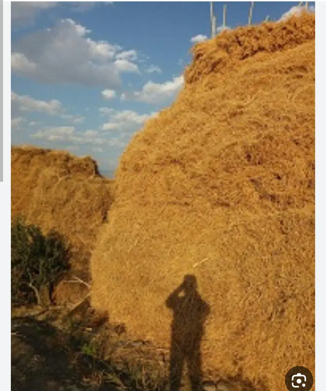 فروش یونجه روستای باغدرق|عمده‌فروشی|ایواوغلی, |دیوار