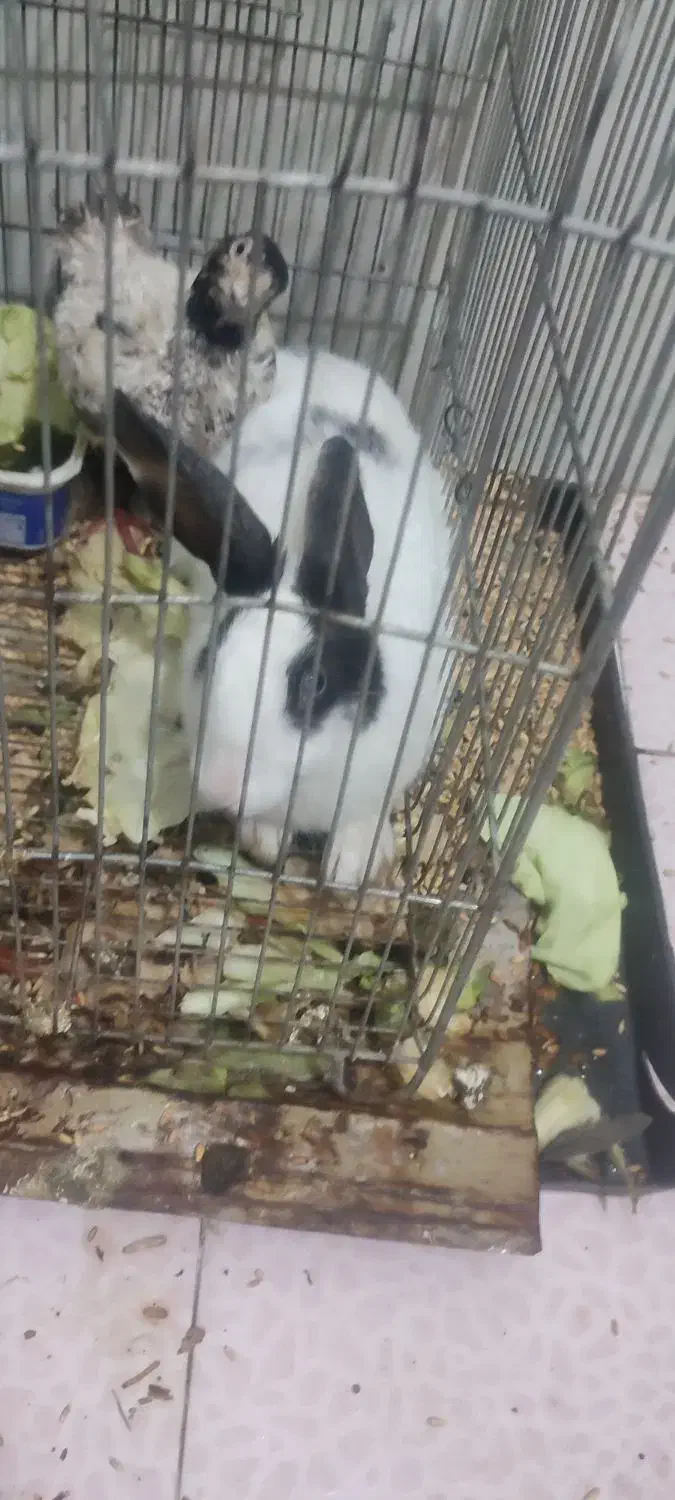 خرگوش معاوضه|موش و خرگوش|سنندج, |دیوار