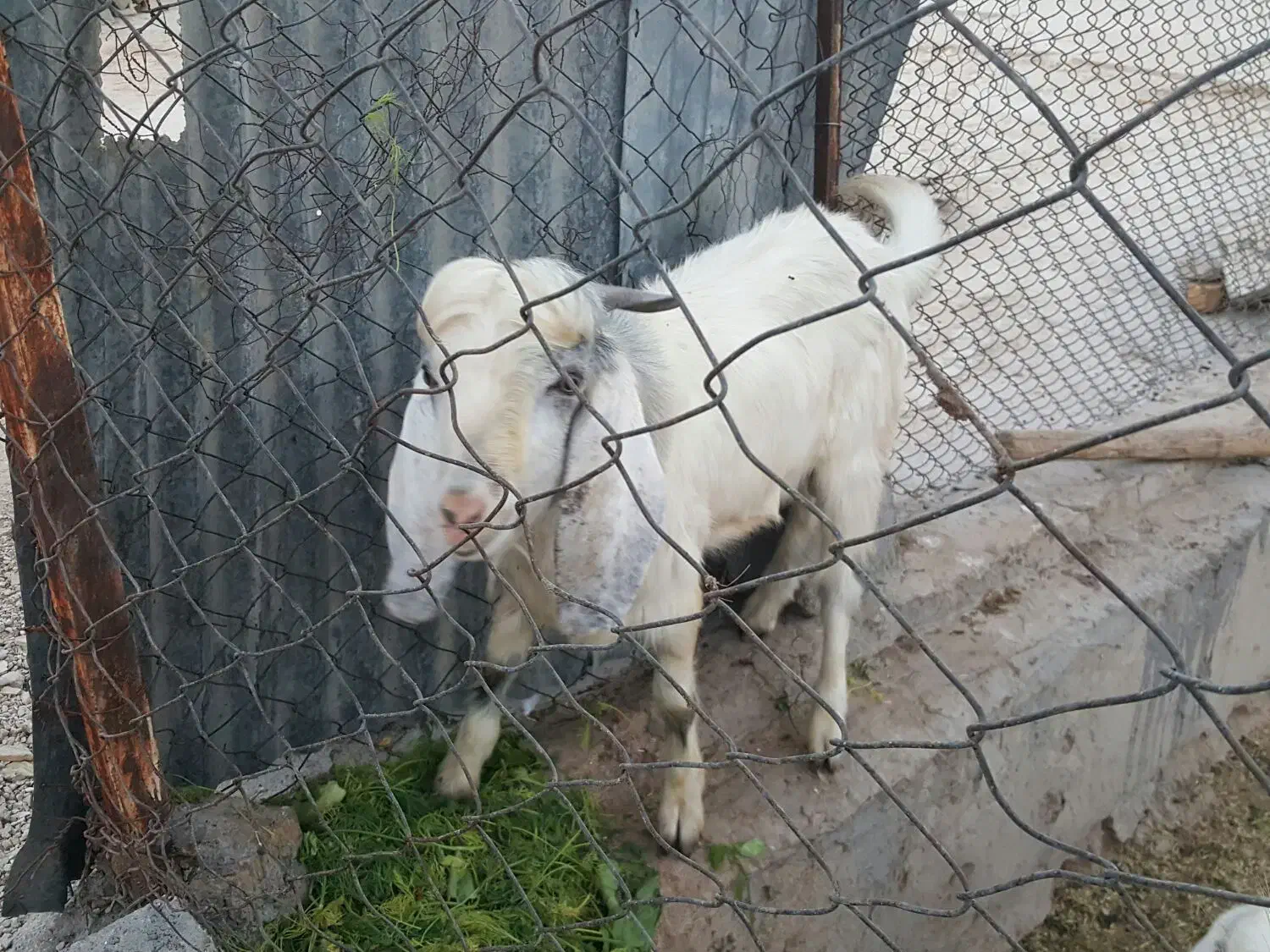 فروش پازن جوان و سرحال|حیوانات مزرعه|لامرد, |دیوار