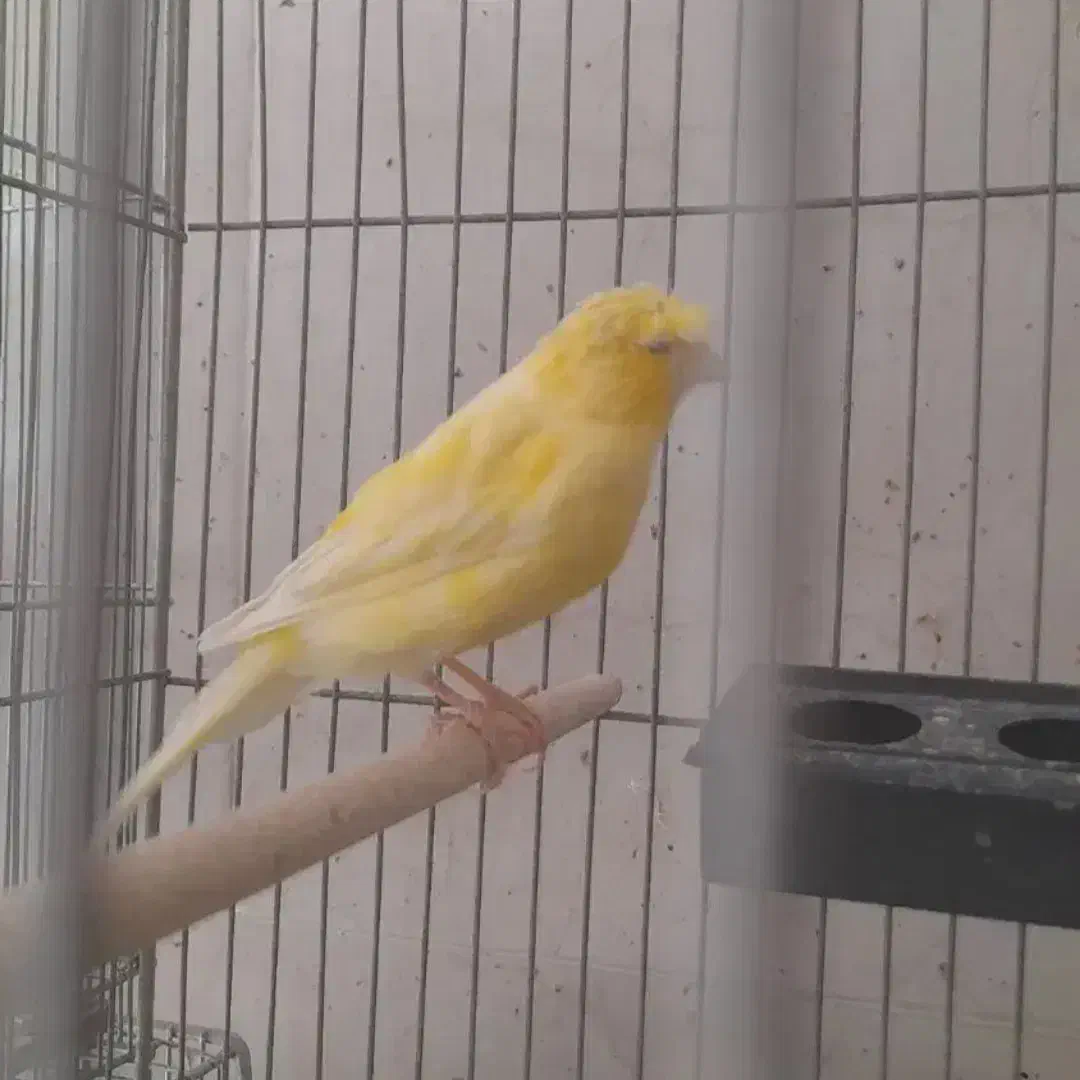 جفت قناری کاکلی زرد|پرنده|فولادشهر, باغشاد|دیوار