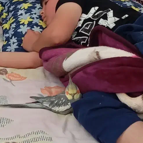 عروس هلندی گمشده|پرنده|دهگلان, |دیوار