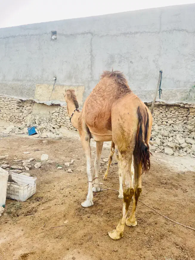 شتر|حیوانات مزرعه|قشم, |دیوار