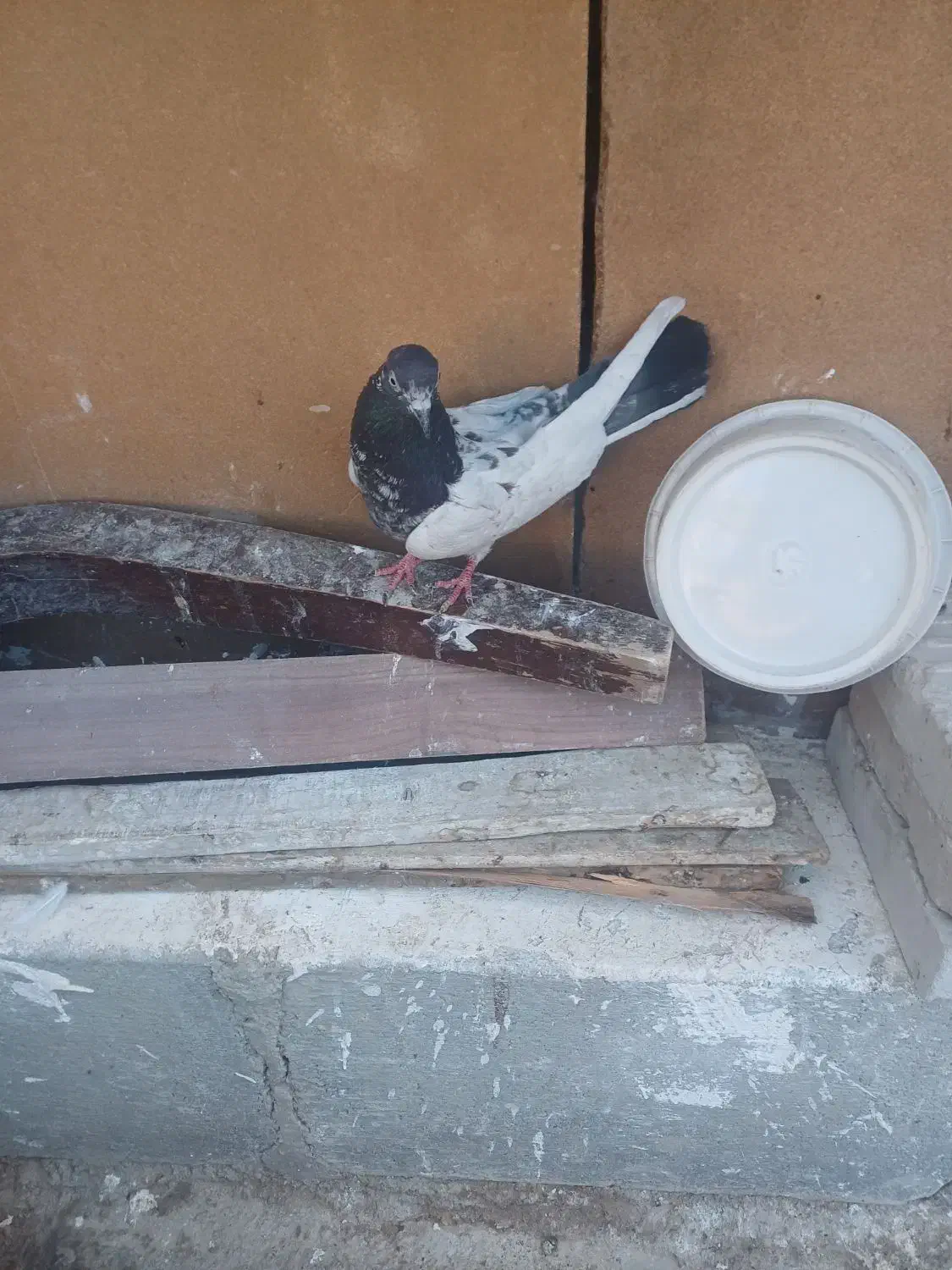 کبوتر کاشانی تیدی|پرنده|مسجد سلیمان, |دیوار