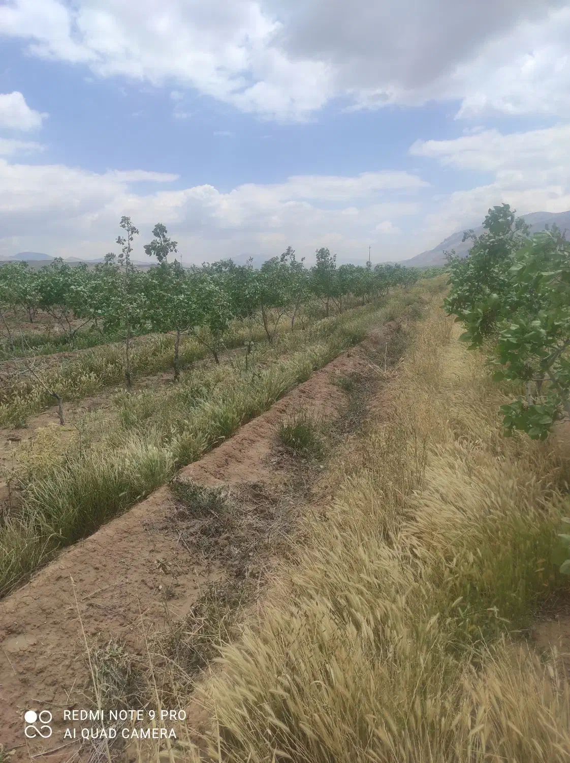 باغ پسته و زمین زراعی|فروش دفتر صنعتی، کشاورزی، تجاری|رونیز, |دیوار