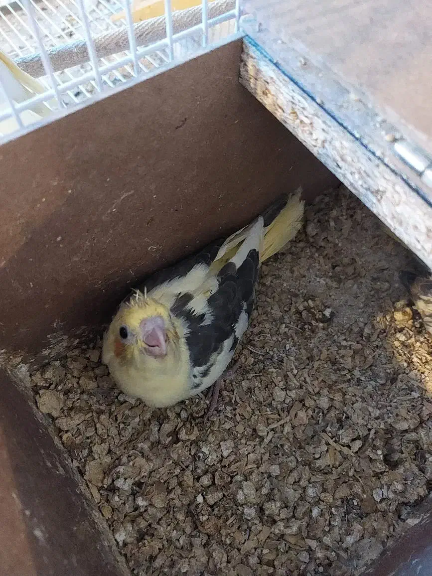 عروس هلندی دوکت لوتینو با تخم وجوجه|پرنده|مشهد, شهرک مهرگان|دیوار